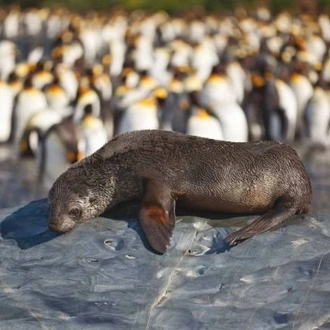 tourhub | World Expeditions | Falklands, South Georgia & Antarctica 