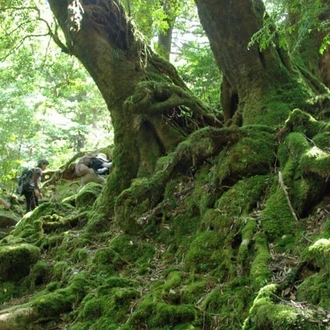 tourhub | YellowWood Adventures | The lost Islands of Japan 