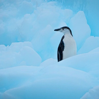 tourhub | Intrepid Travel | Best of Antarctica: Wildlife Explorer (Ocean Endeavour) 