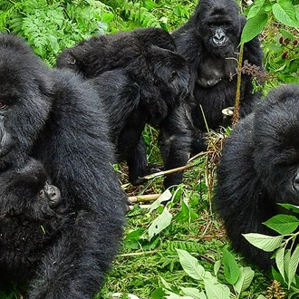 tourhub | Intrepid Travel | Uganda Gorilla Short Break: Original 