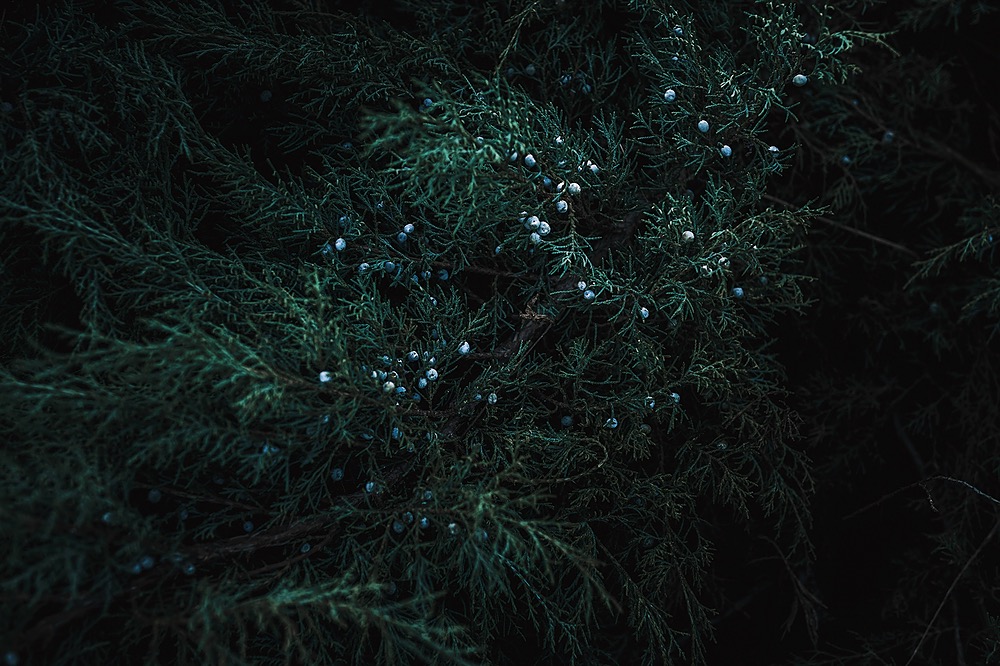 Juniper tree with blue berries in shadow