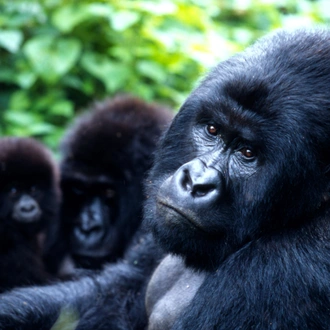 tourhub | Birchill Expeditions | Explore Gorillas Uganda 