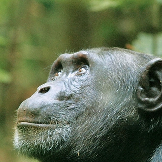 tourhub | Explore! | Uganda Gorilla and Chimp Safari 