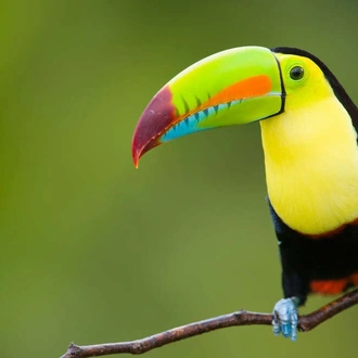 tourhub | Explore! | Upgraded - Costa Rica Wildlife 