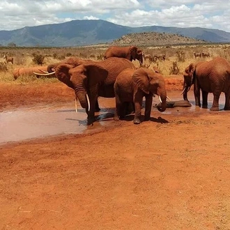 tourhub | KT & Safaris | 3 Days safari Tsavo east and Amboseli national park. 