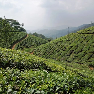 tourhub | Agora Voyages | Kerala Tea Estate, Spice Plantation & Backwater Expedition 