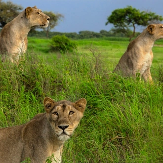 tourhub | Agora Voyages | Temple & Lion Safari Tour from Rajkot in Gujarat 