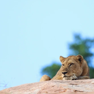 tourhub | Wildlife Dreams | Impala Lambing with Wildlife Dreams 