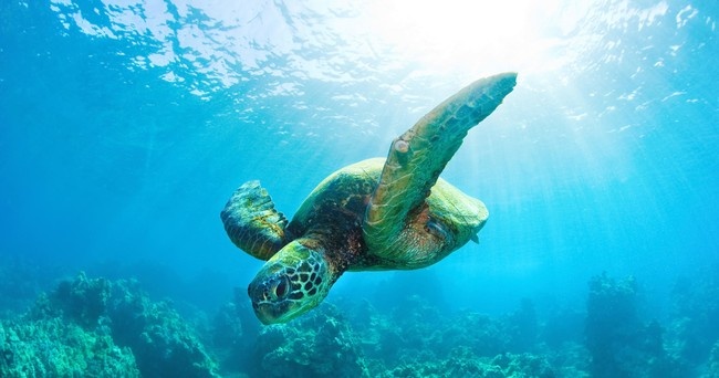 Turtle Snorkel Oahu