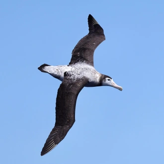 tourhub | Heritage Expeditions | Birding Down Under 