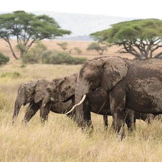 tourhub | Tanzania Wildlife Adventures | Elephant Safari Discover 