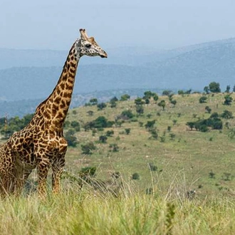 tourhub | 1000 Hills Safaris | 2-Day Akagera Day & Night Game Drive&Boat Ride Adventure 