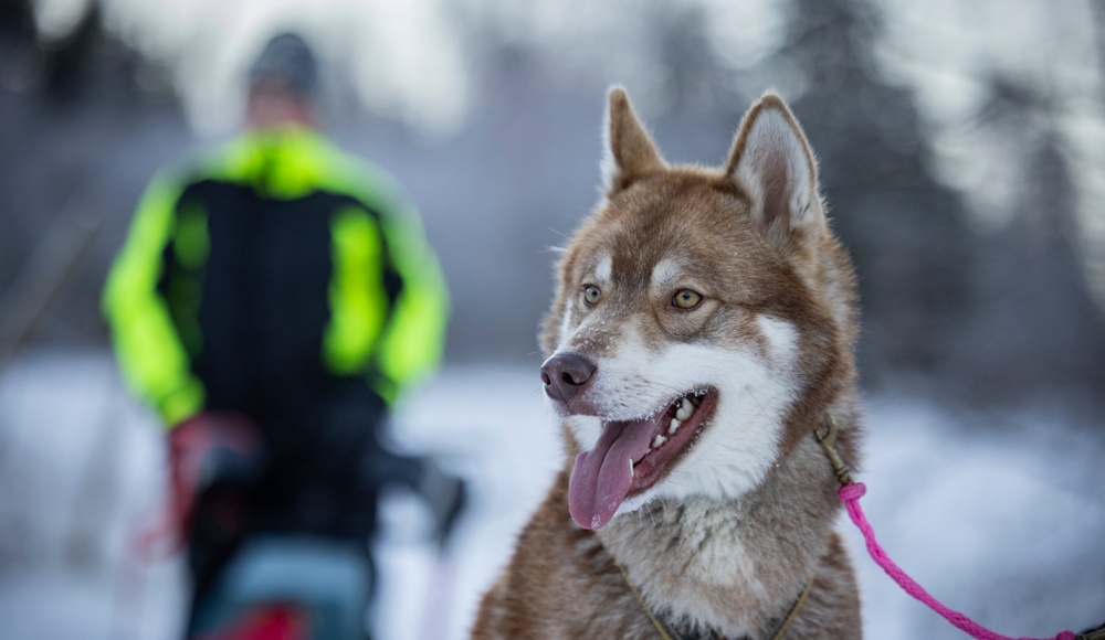 Årets bragdhund 2022 siberian husky-hanen Wild Tribe's Cáppis. Foto: Michael Engman.