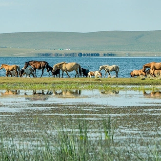 tourhub | Tweet World Travel | Majestic Mongolia: A Journey Through Time, Tradition, And The Spectacular Naadam Festival Marvels 