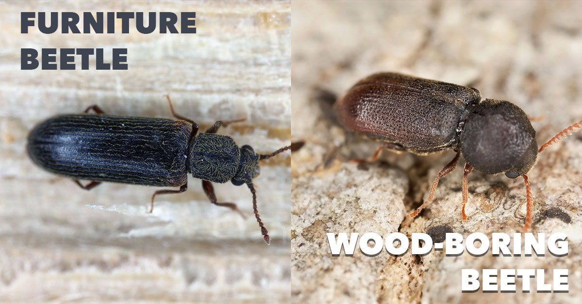 Wood borer deals