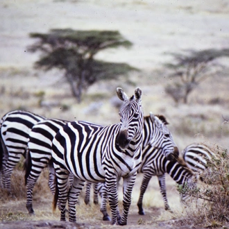 The Masai Mara Safari