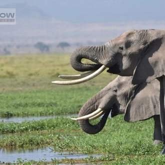 tourhub | Arrow Adventures Kenya | 8 Days Elephant Trails Safari 