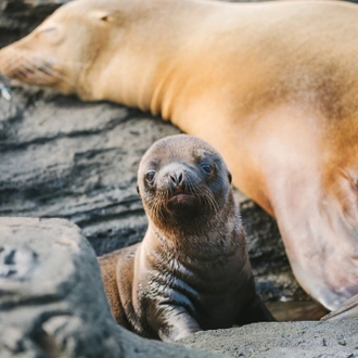 tourhub | Intrepid Travel | Galapagos Encounter: Southern Islands (Grand Queen Beatriz) 