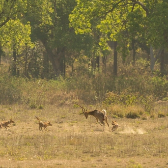 tourhub | Go Book Tours | Bandhavgarh Ranthambore Tiger Tour 