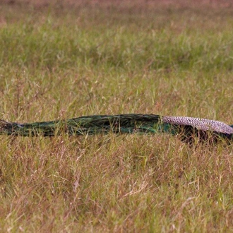 tourhub | Aitken Spence Travels | Leopards and Endemic Birds of Sri Lanka - Free Upgrade to Private Tour Available 