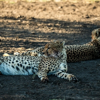 tourhub | Beach and Safari Holidays | Tanzania's Trail of Wonders: From Red-Hued Lakes to Majestic Safaris 