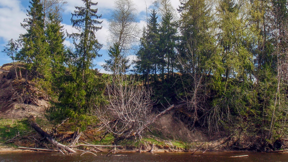 Bilden visar träd som rasat ner i Norsälven