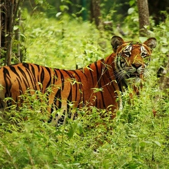 tourhub | Liberty Holidays | 3-Day Chitwan Jungle Safari Tour from Kathmandu 