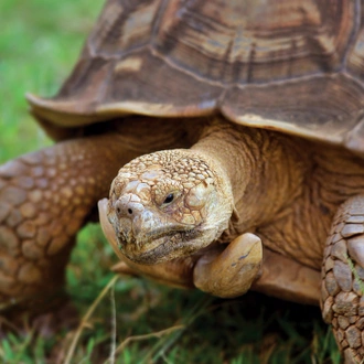 tourhub | Intrepid Travel | Best of Galapagos  