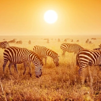 tourhub | Gracepatt Ecotours Kenya | 4 Days 3 Nights Serengeti National Park Tanzania Safari  