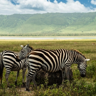 tourhub | Beach and Safari Holidays | Tarangire or Manyara N.P. + Ngorongoro Crater 