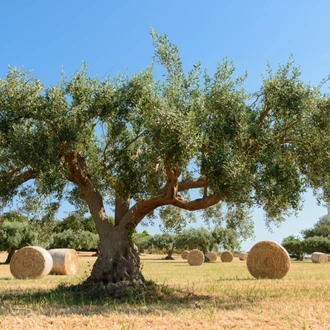 tourhub | Exodus Adventure Travels | Self-Guided Cycling through Baroque Sicily 