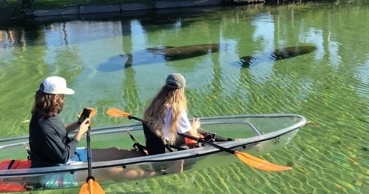 Weeki Wachee Clear Kayak Ecotours | Manatee Season (November 15th-March 31st)