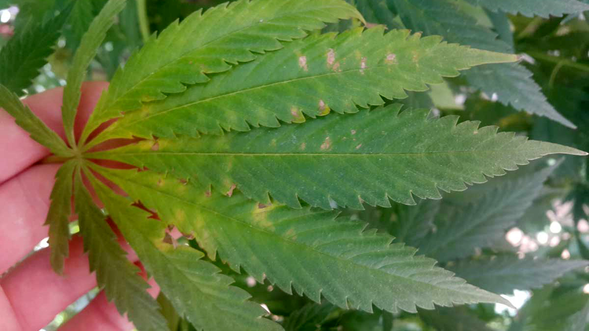 How To Prevent Brown Spots On Weed Leaves