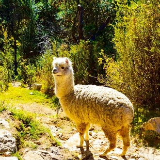 tourhub | Bamba Travel | Lake Titicaca & Isla del Sol Adventure 2D/1N (La Paz to La Paz) 