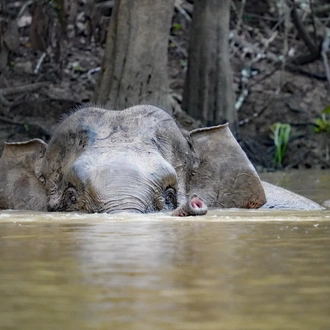 tourhub | Exodus Adventure Travels | Borneo Wildlife Discoverer 