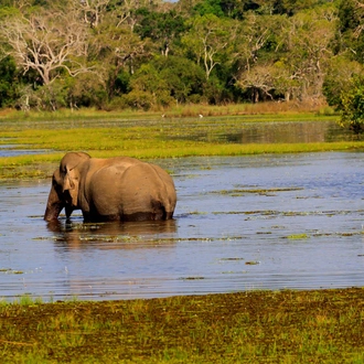 tourhub | Ceylon Travel Dream | Sri Lanka's Village Safari and Wildlife Experience 