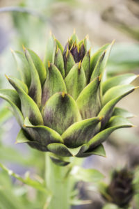 caterer-hgh-artichokes-1-3