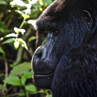 tourhub | G Adventures | Uganda to Rwanda: Gorilla Treks & Safari Drives 