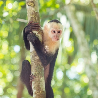 tourhub | G Adventures | Costa Rica: The Osa Peninsula & Manuel Antonio National Park 