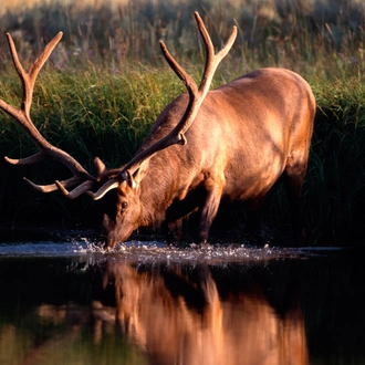 tourhub | Exodus Adventure Travels | Yellowstone Walks & Wildlife - Camping Edition 