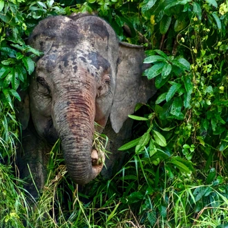 tourhub | Exodus Adventure Travels | Borneo & the Malaysian Peninsula 