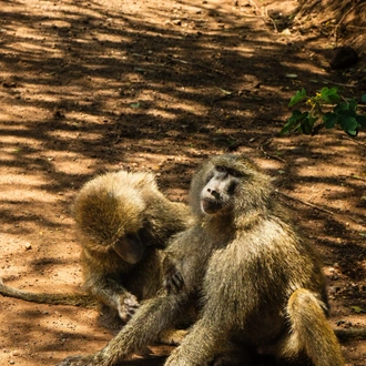 tourhub | Beach and Safari Holidays | Untamed Tanzania: A Journey into the Wild Heart of Africa 