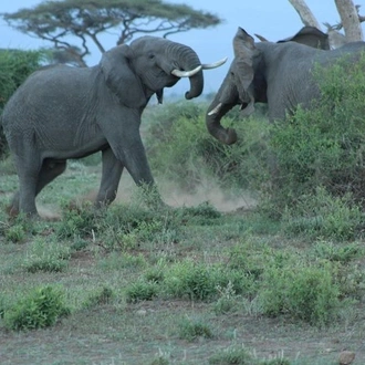 tourhub | KT & Safaris | 4 days Best of Kenya safaris (Tsavo east, Amboseli and Tsavo west.) 