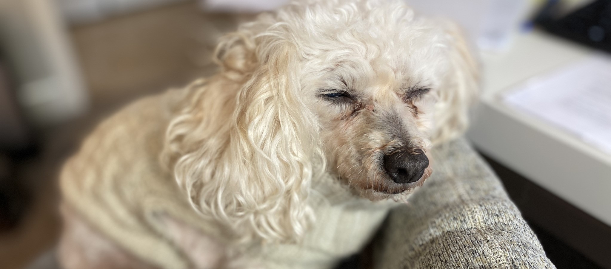 Laverne’s Medical Expenses | Silver Snout Senior Dog Rescue (Powered by