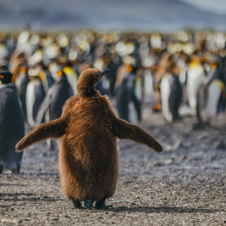 tourhub | Intrepid Travel | South Georgia and Antarctic Peninsula: Penguin Safari  