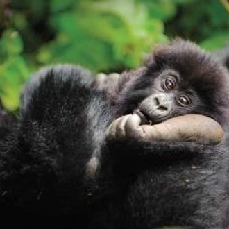 tourhub | Alaitol Safari | Rwanda & Uganda Gorilla Experience  