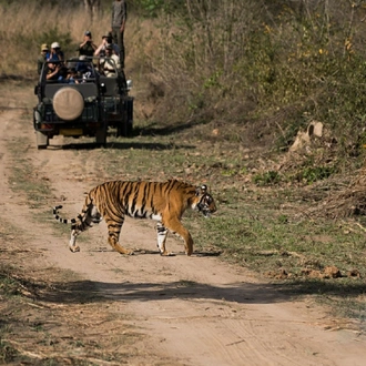 tourhub | Kamal Aviation Tours | Delhi: Ranthambore National Park 3-Day with Safari Rides 