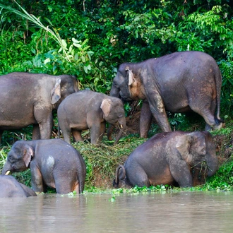 tourhub | Exodus Adventure Travels | Borneo & the Malaysian Peninsula 