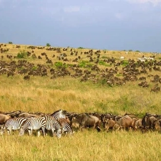 tourhub | Gracepatt Ecotours Kenya | Private 6 Days Masai Mara Wildebeest Migration Safari Holiday 