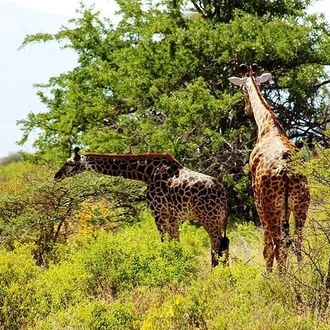 tourhub | Gracepatt Ecotours Kenya | Private 6 Days Amboseli Tsavo West & Taita Hills Safari  